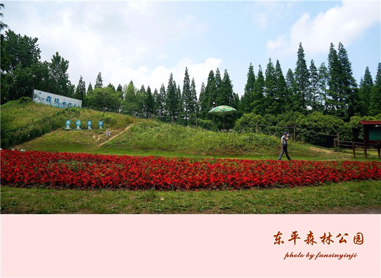 [崇明島東平國家森林公園]野外拓展-戶外穿越一日團建活動