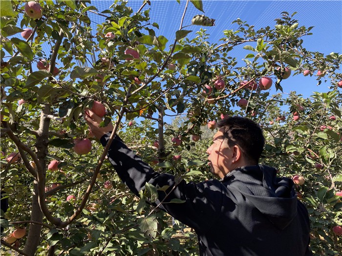 [雁棲湖環(huán)湖騎行]+蘋果采摘一日主題活動